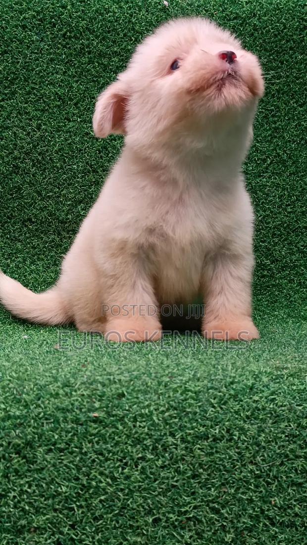 1-3 months Female Purebred Havanese - thumbnail 6