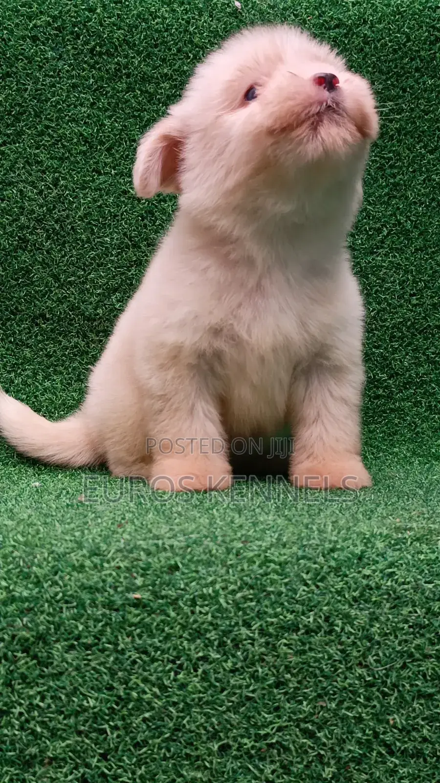 1-3 months Female Purebred Havanese