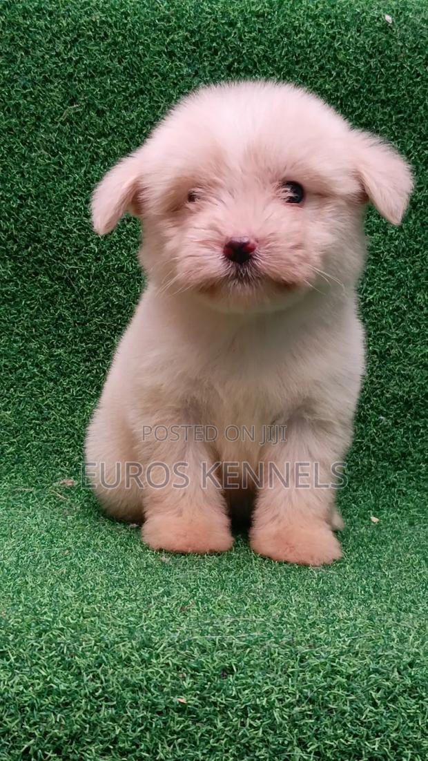 1-3 months Female Purebred Havanese - thumbnail 7