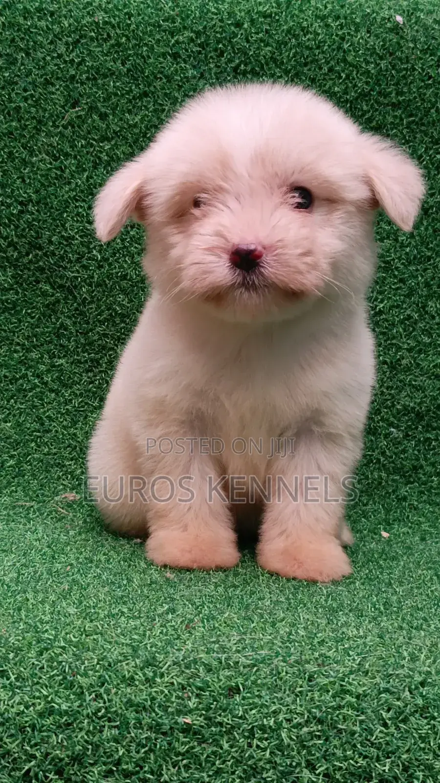 1-3 months Female Purebred Havanese