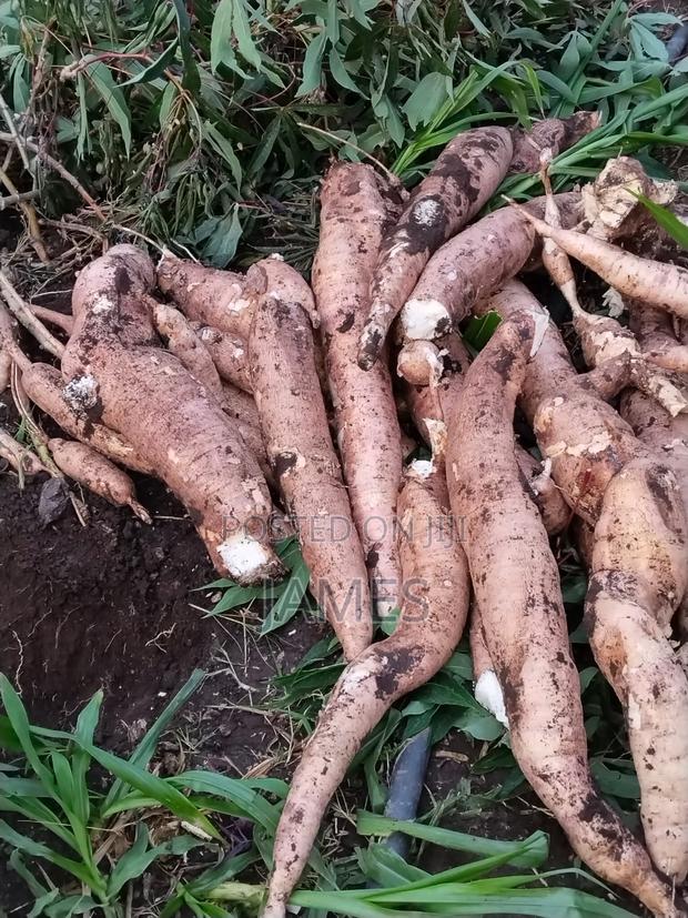Raw Cassava