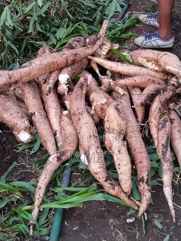 Raw Cassava - thumbnail 3