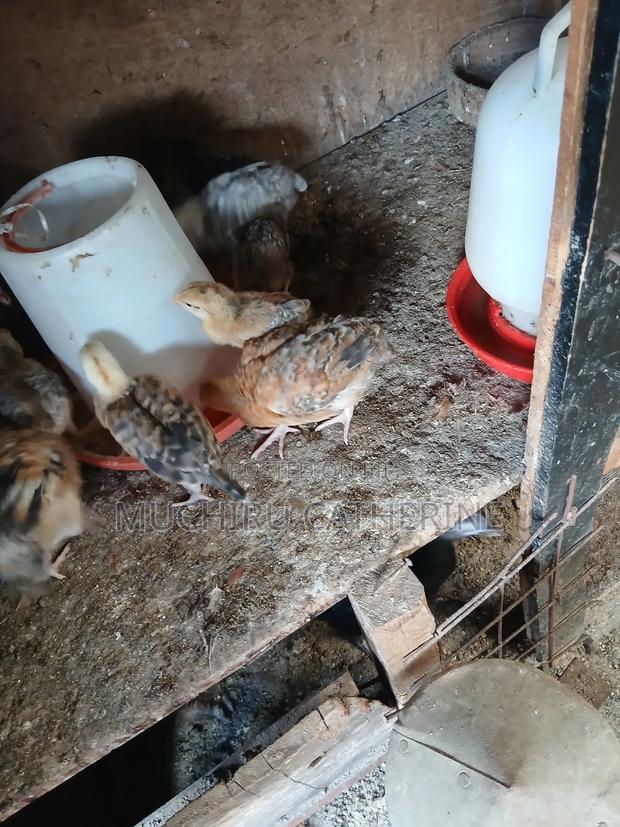 Chicks for Sale