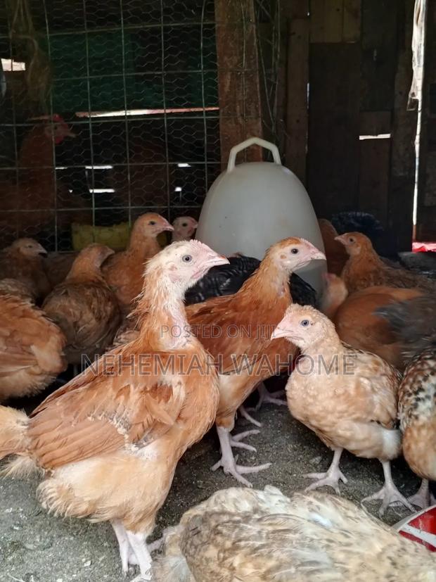 Layers Chicks - main view