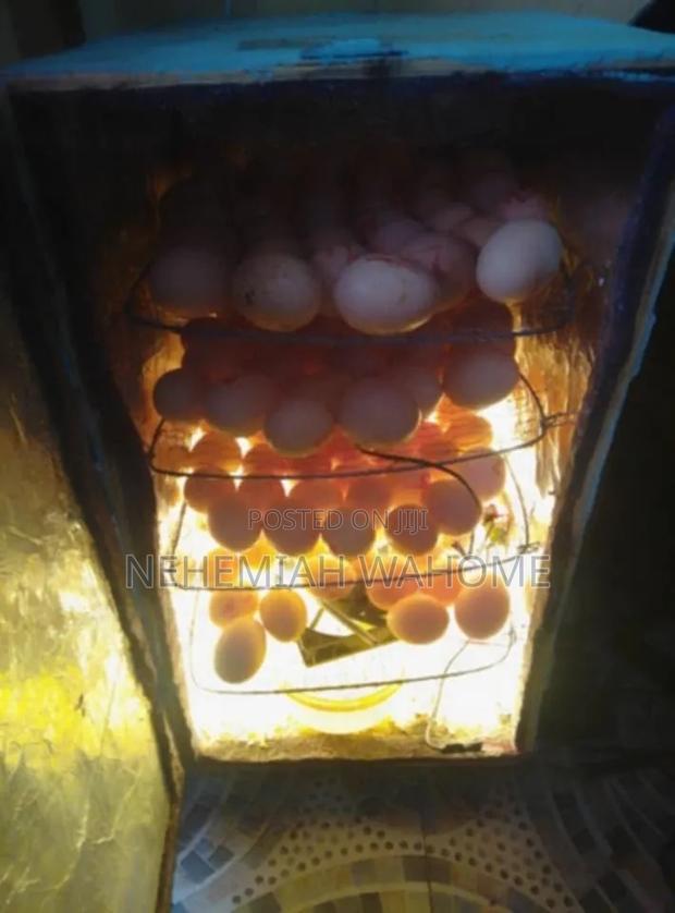 Layers Chicks - thumbnail 3