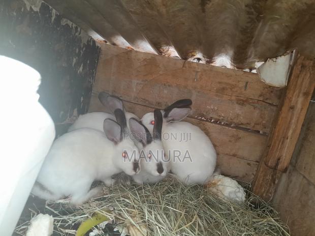 Beautiful California White Rabbits