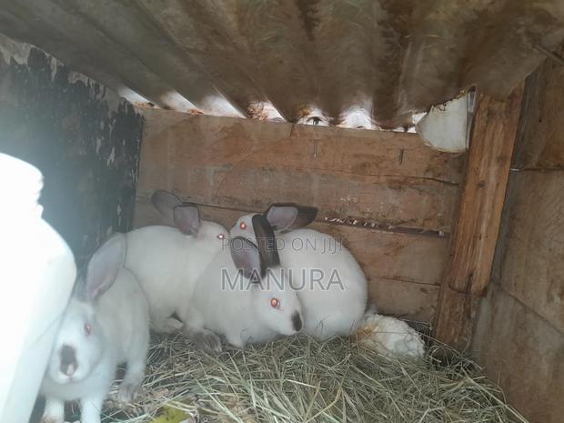 Beautiful California White Rabbits - thumbnail 2