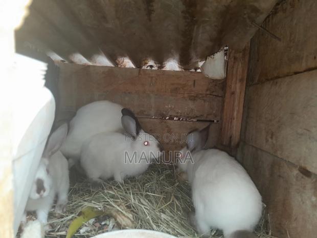 Beautiful California White Rabbits - thumbnail 3