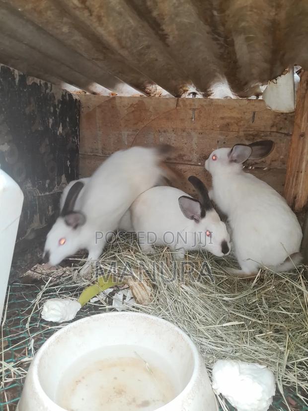 Beautiful California White Rabbits - thumbnail 4