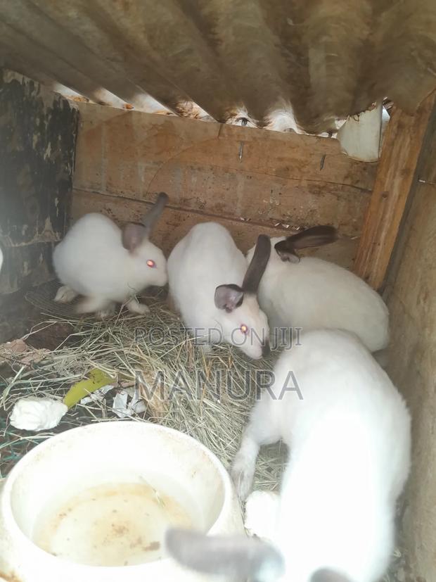 Beautiful California White Rabbits - thumbnail 5