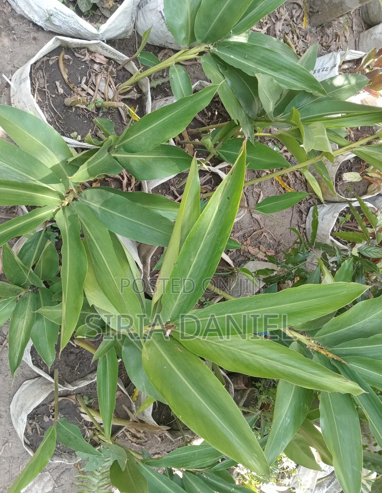 Cardamom Seedlings