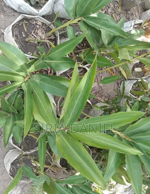 Cardamom Seedlings