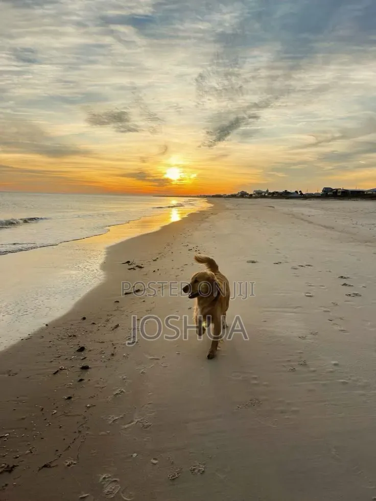 Dog Walker