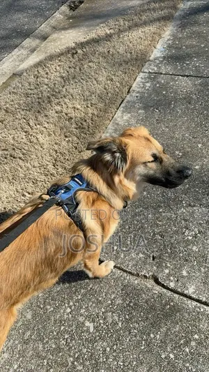 Dog Walker