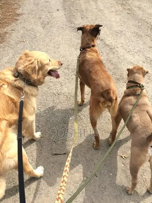Dog Walker