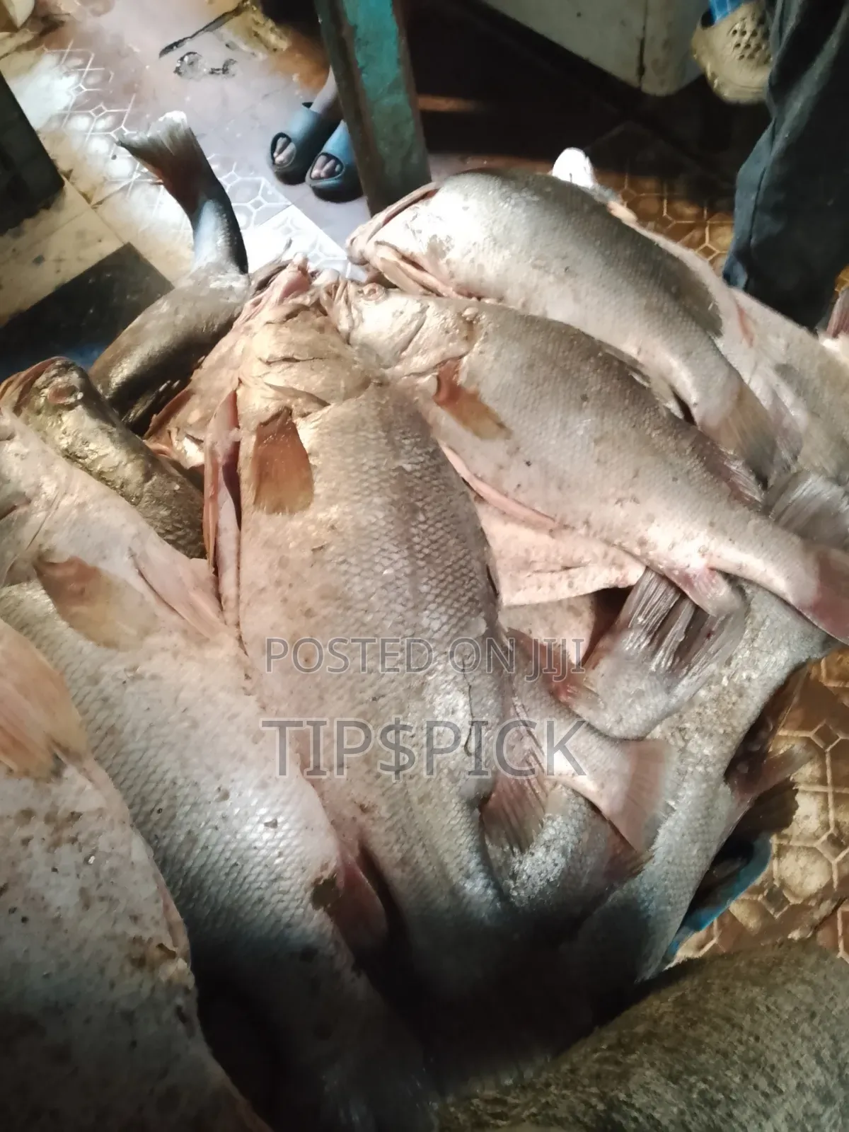 Fish At Wholesale Price
