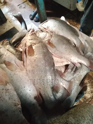 Fish At Wholesale Price