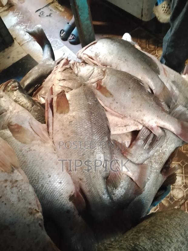 Fish At Wholesale Price - thumbnail 3
