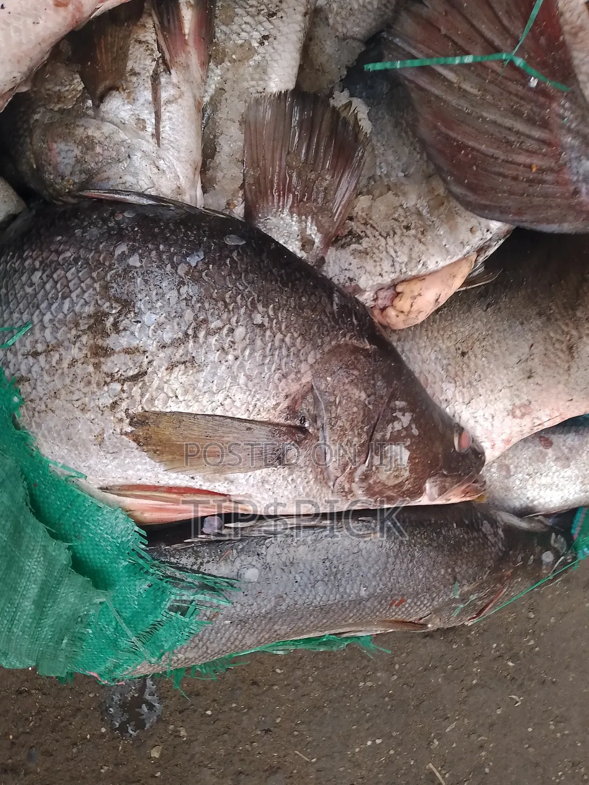 Fish At Wholesale Price