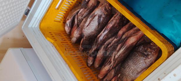 Fresh Tilapia Fish Available For Sale.