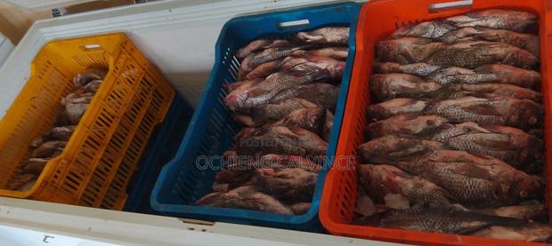 Fresh Tilapia Fish Available For Sale. - thumbnail 2