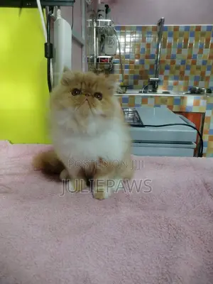 3-6 months Female Purebred Persian