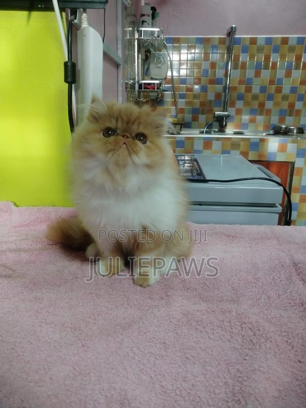 3-6 months Female Purebred Persian
