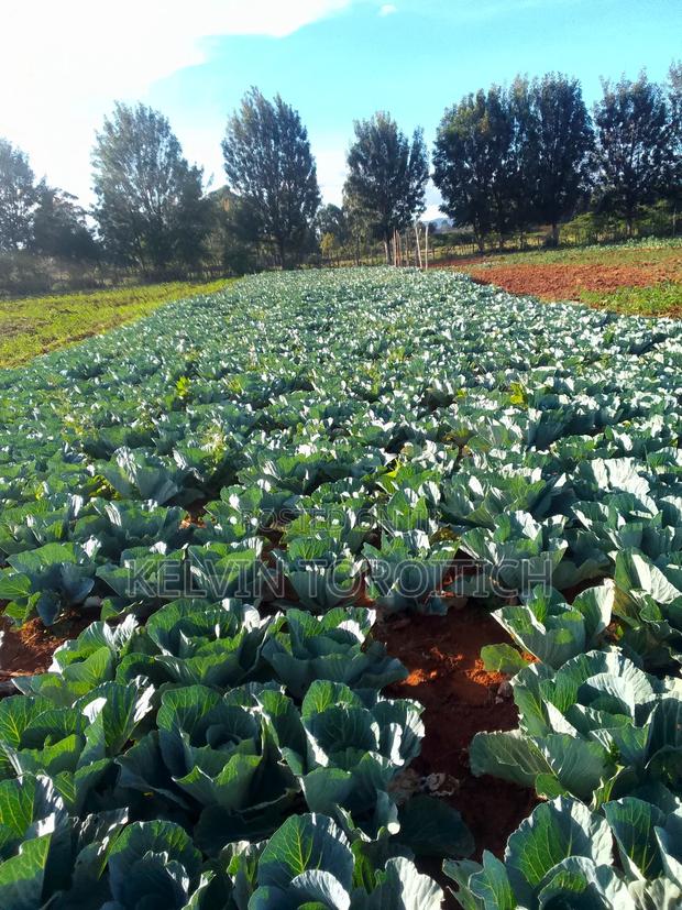 Vegetables