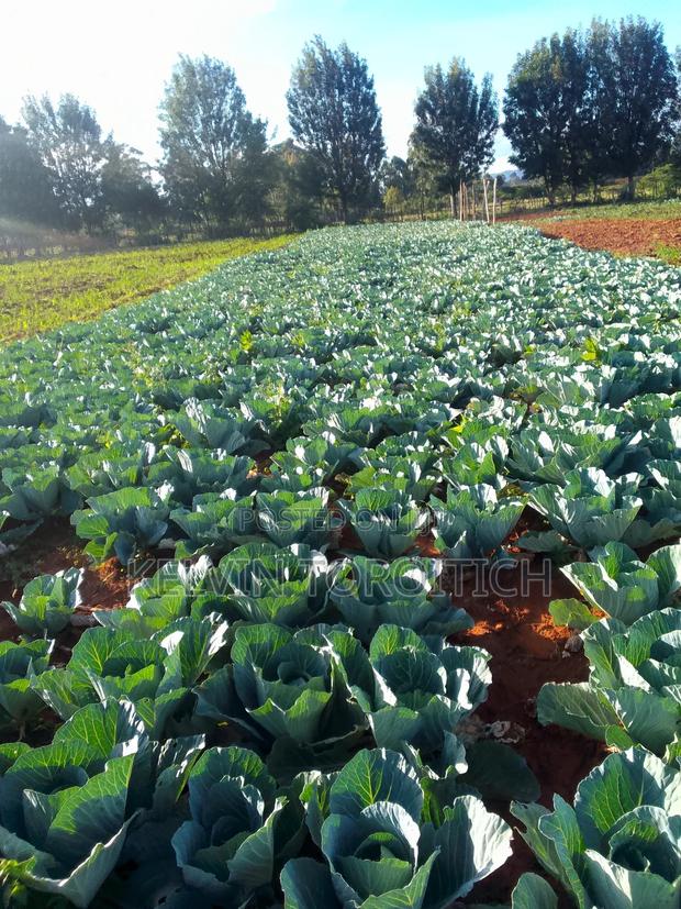 Vegetables - thumbnail 2