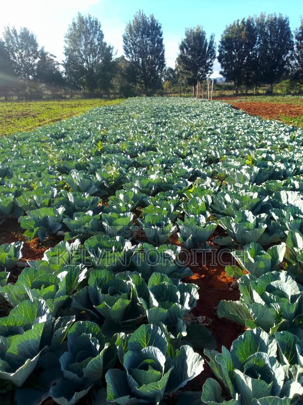 Vegetables - thumbnail 3