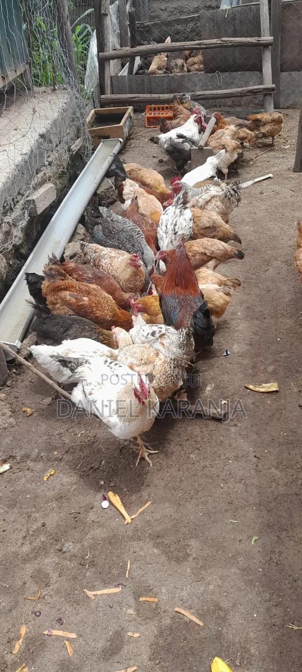 Kienyeji Chicken