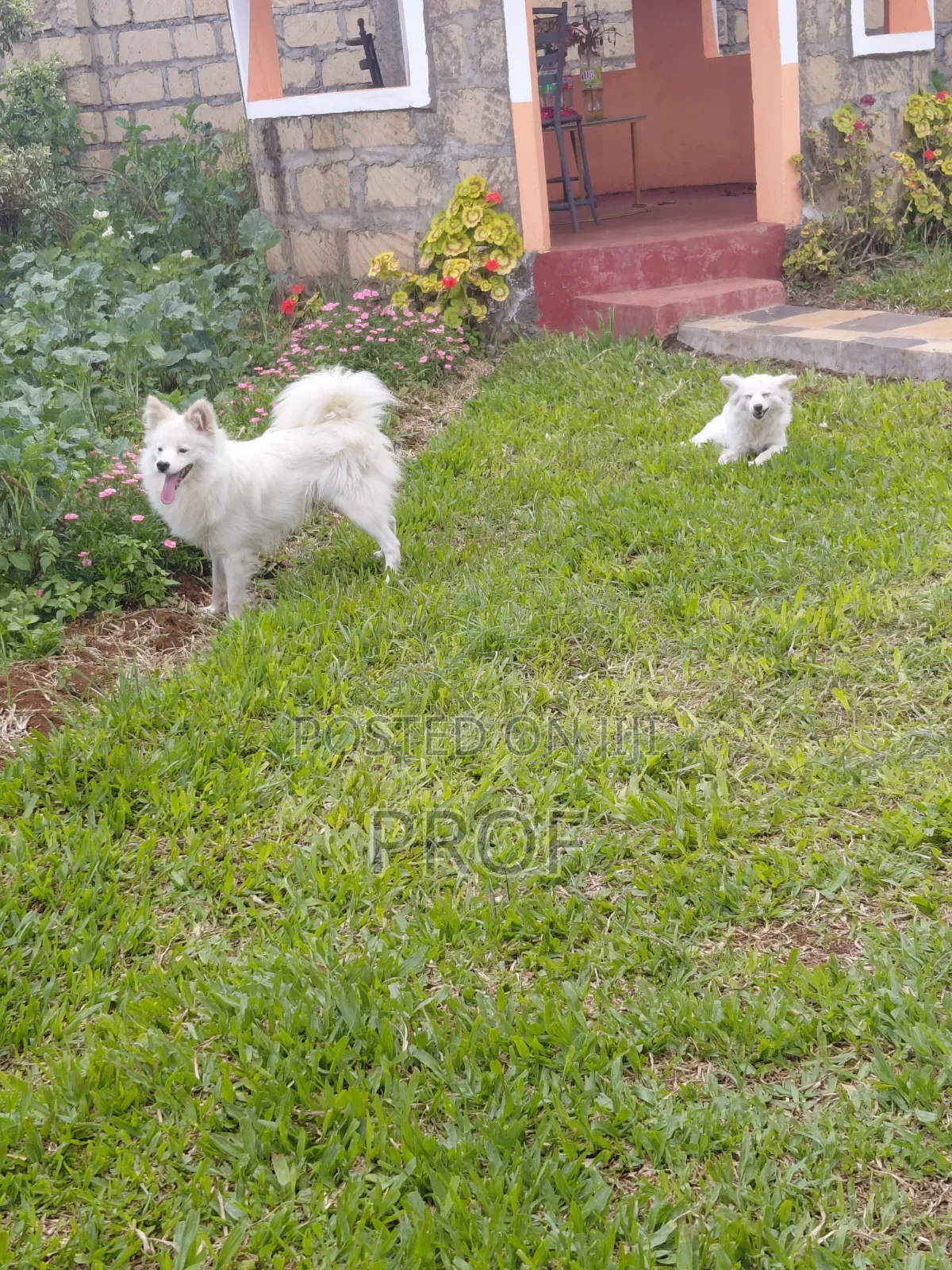 1-3 months Male Purebred Japanese Spitz