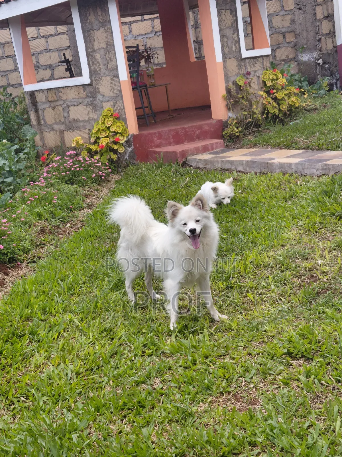 1-3 months Male Purebred Japanese Spitz