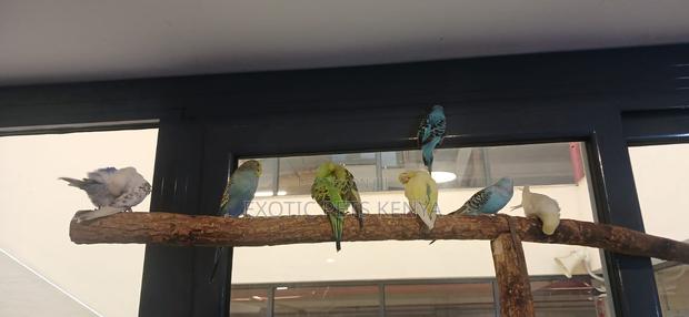 Parakeets for Sale in Nairobi - main view