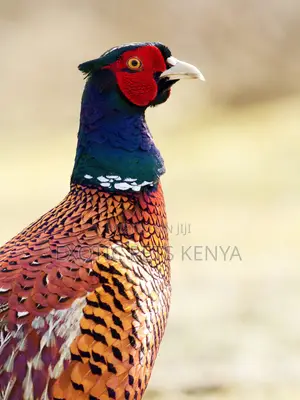 Ringneck Pheasants