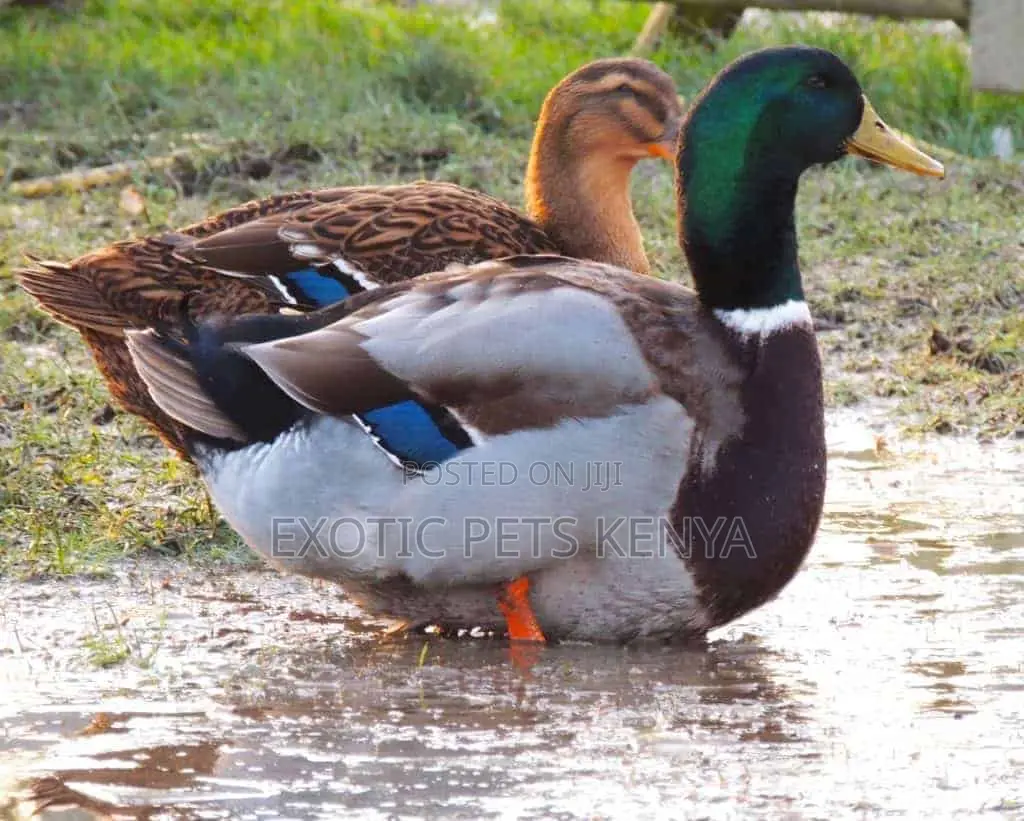 Rouen Ducks Breeding Pairs