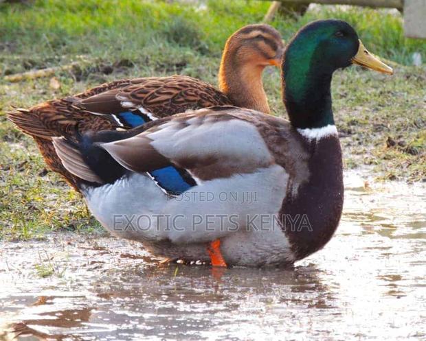 Rouen Ducks Breeding Pairs