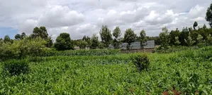 Kikuyu Prime Plots in Kikuyu Kerwa