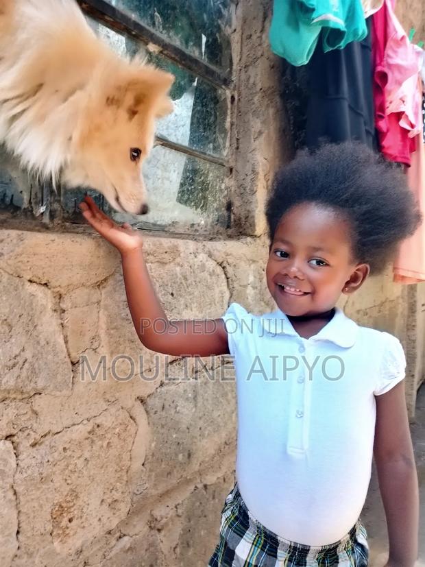 1+ year Male Purebred Japanese Spitz