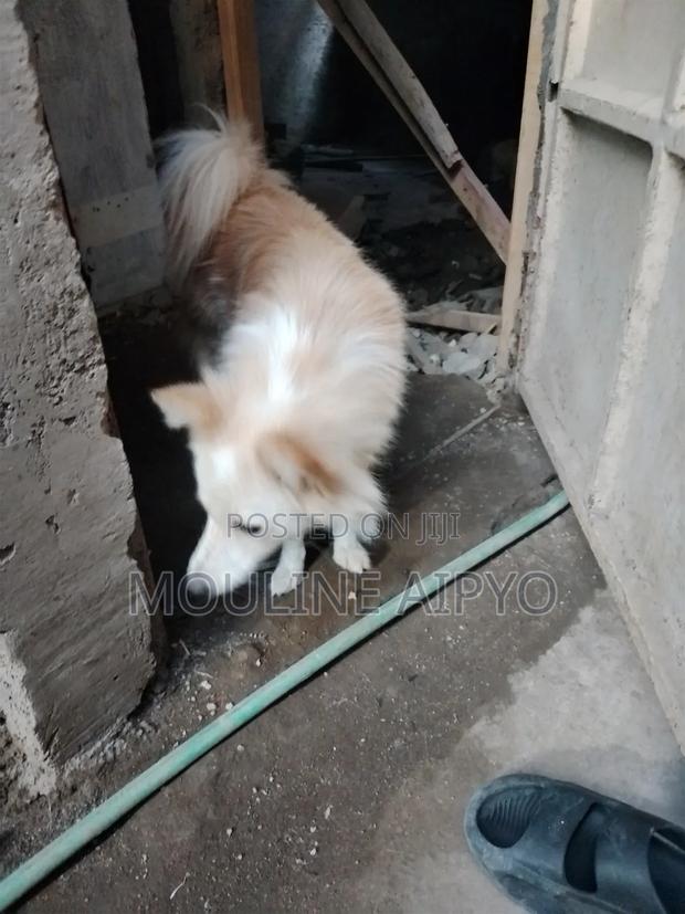 1+ year Male Purebred Japanese Spitz - thumbnail 2