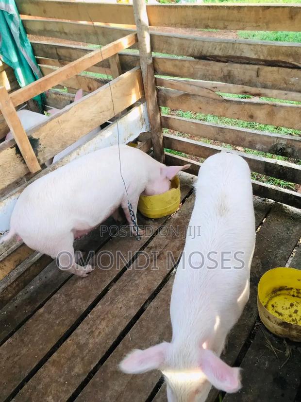 Pig Available for Save