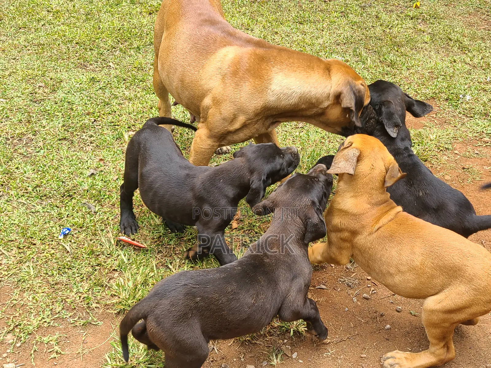 3-6 months Male Purebred Boerboel