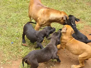3-6 months Male Purebred Boerboel