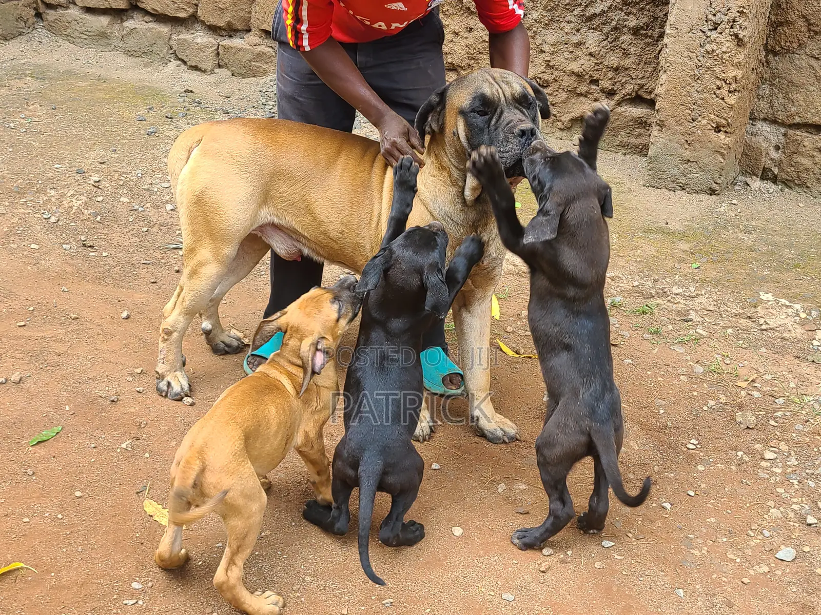 3-6 months Male Purebred Boerboel