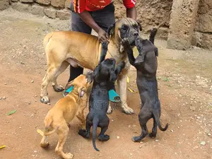 3-6 months Male Purebred Boerboel