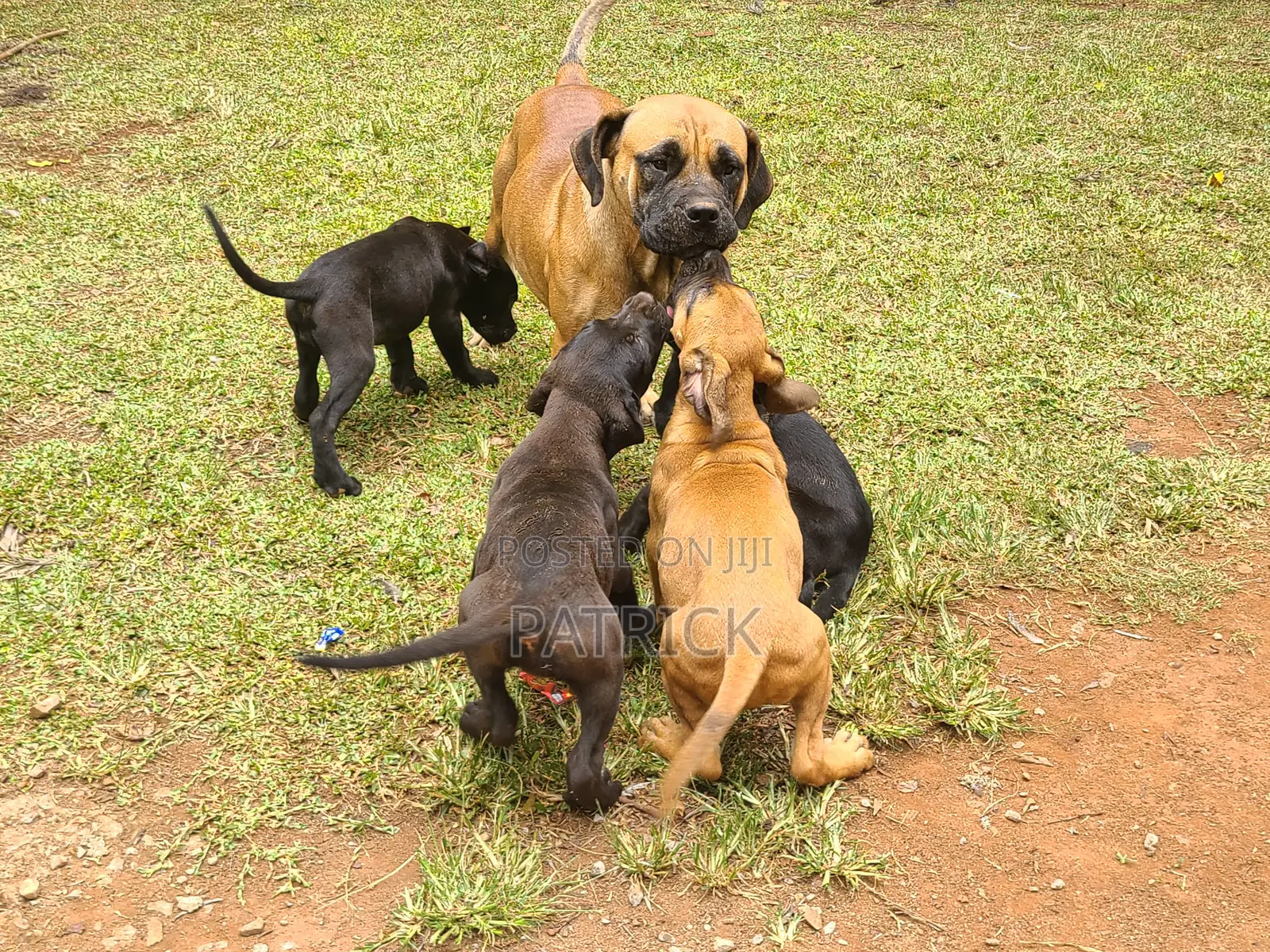 3-6 months Male Purebred Boerboel