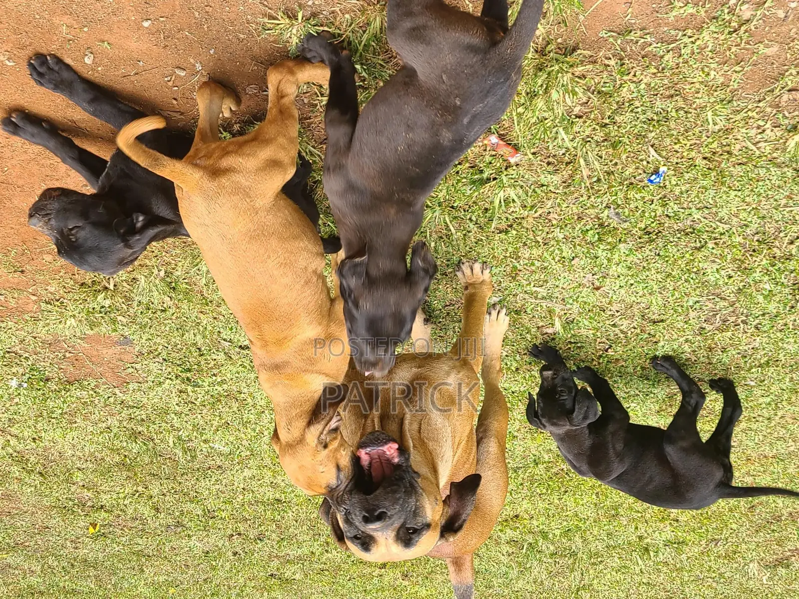3-6 months Male Purebred Boerboel