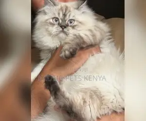 1+ year Female Purebred Siberian