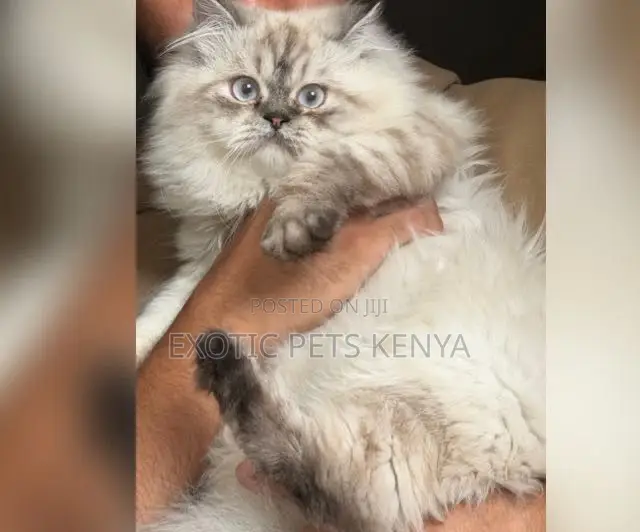 1+ year Female Purebred Siberian