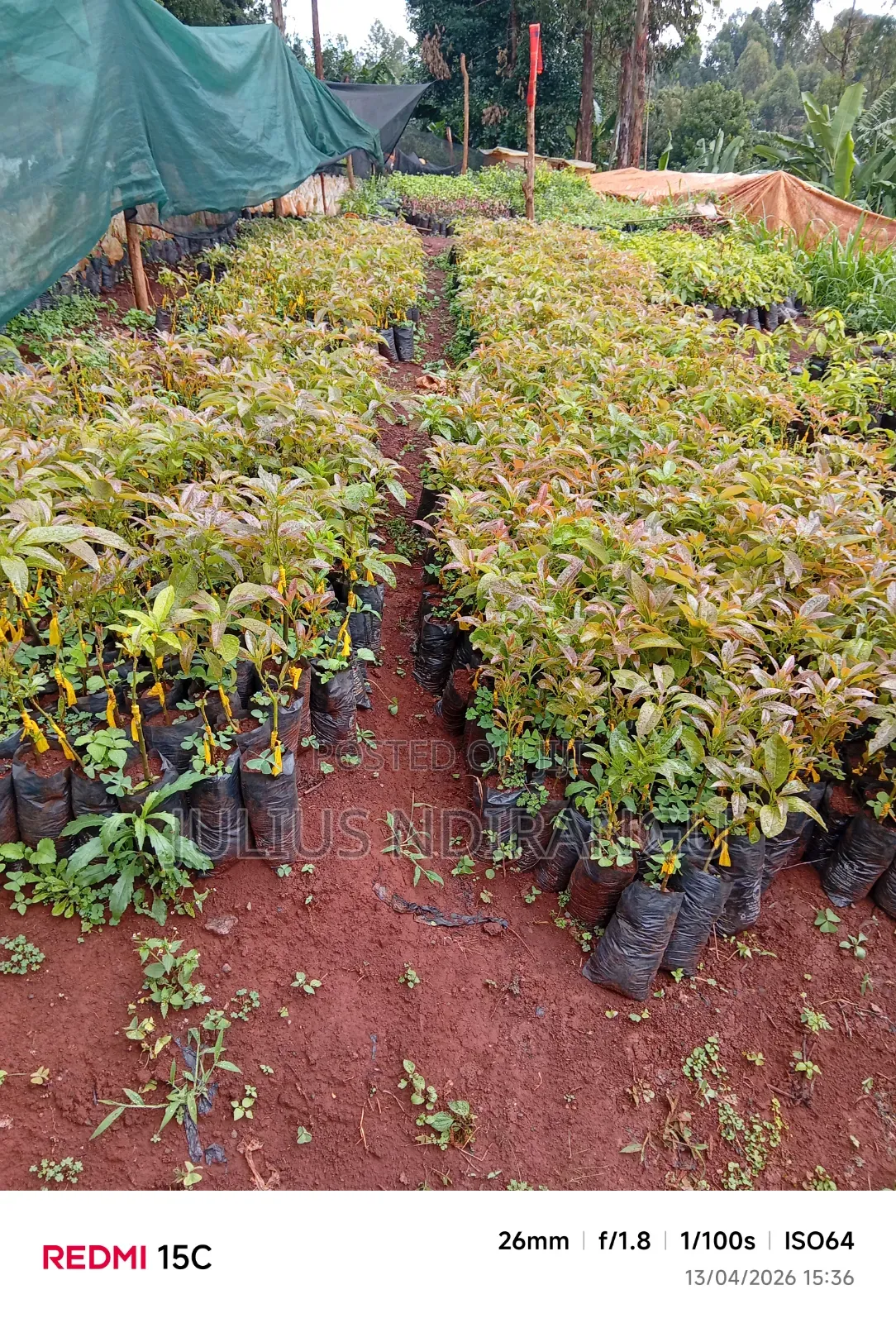 Seedlings Eg.Apples, Tree Tomatoes